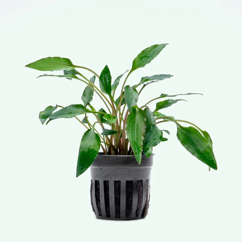 Cryptocoryne Undulata - CPA
