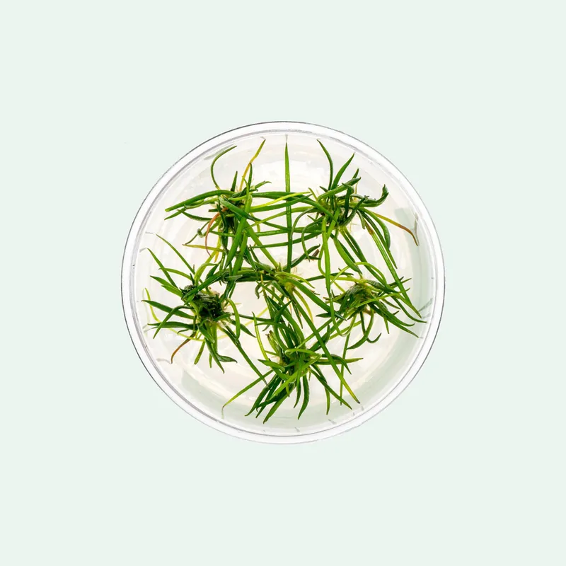Littorella Uniflora - CPA