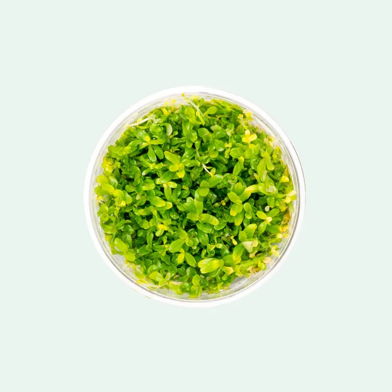 Rotala Manipurensis Tissue Culture - CPA