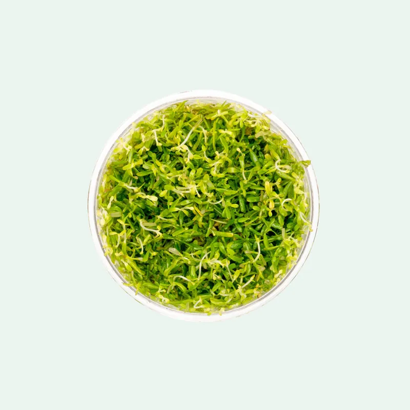 Rotala Mexicana Bangladesh Tissue Culture - CPA