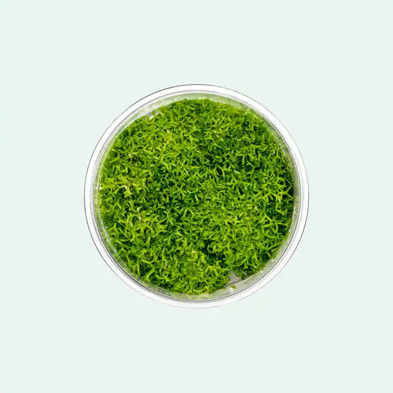 Riccia Fluitans Tissue Culture - CPA