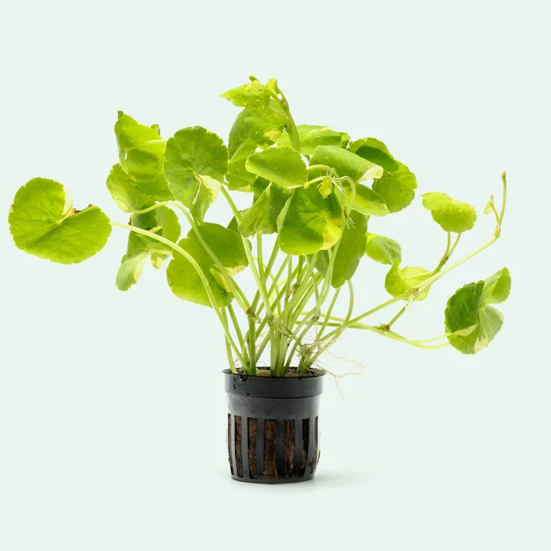 Variegated Hydrocotyle Leucocephala - CPA