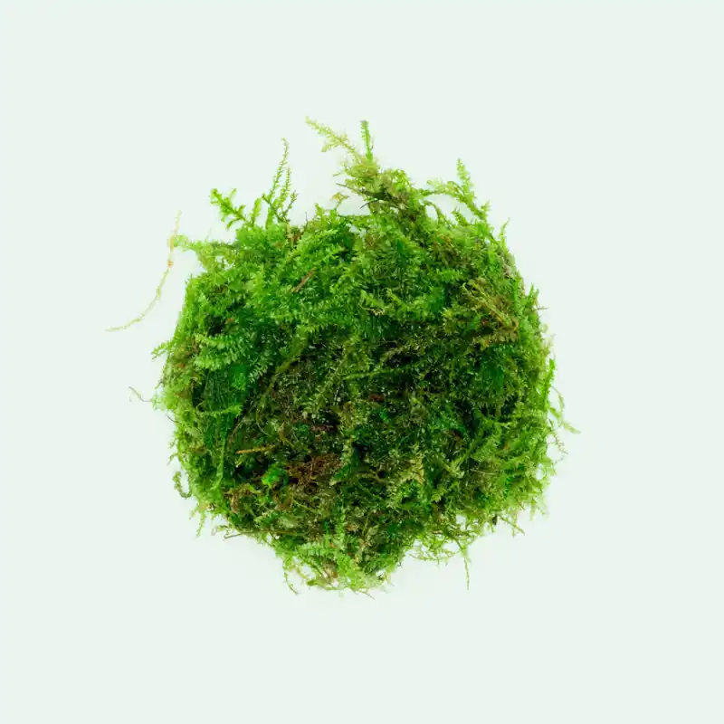 Weeping Moss - BUCE