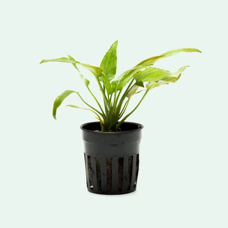 Cryptocoryne Pontederiifolia - WCA