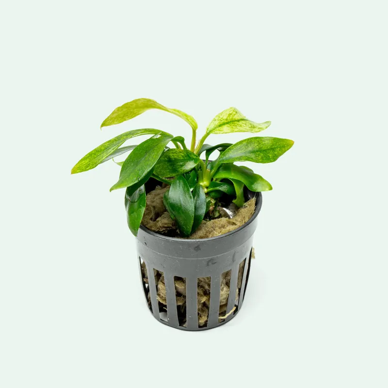 Anubias Minima Variegated - WCA