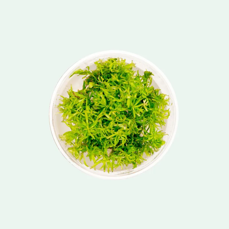 Rotala Nanjenshan Tissue Culture - CPA