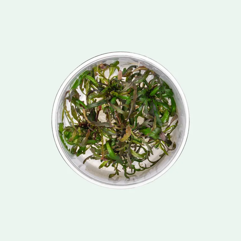 Hygrophila Pinnatifida Tissue Culture - CPA