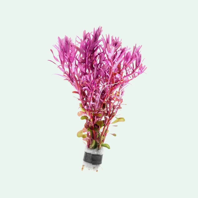 Rotala Narrow Leaf Red - CPA