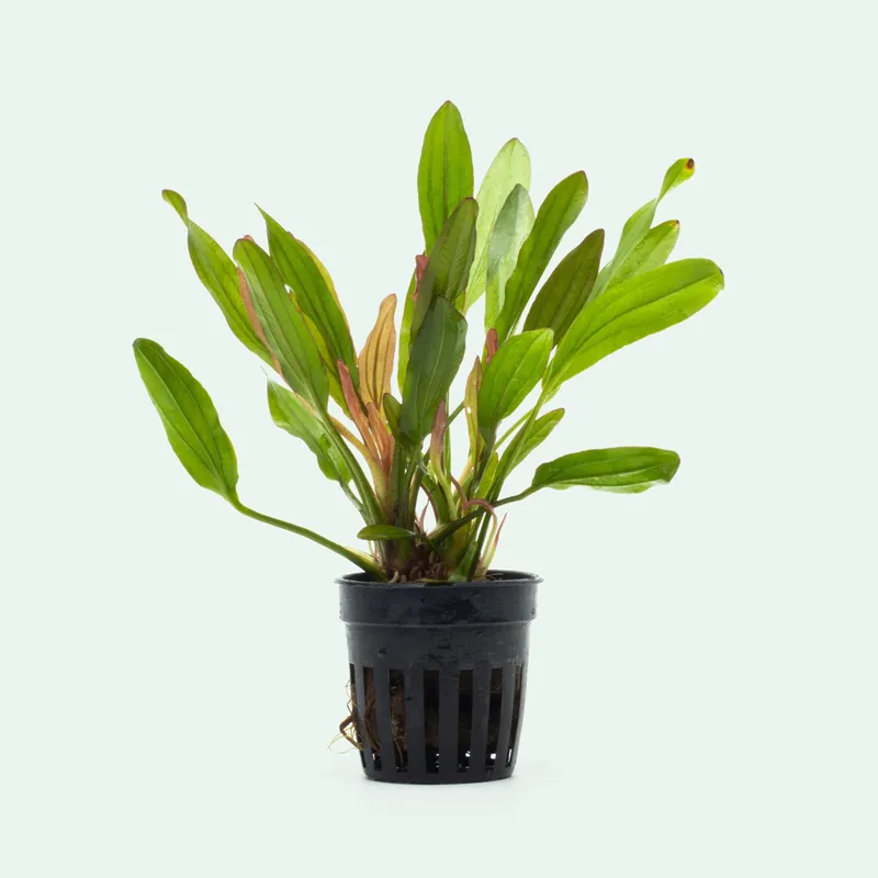 Echinodorus Red Devil - CPA