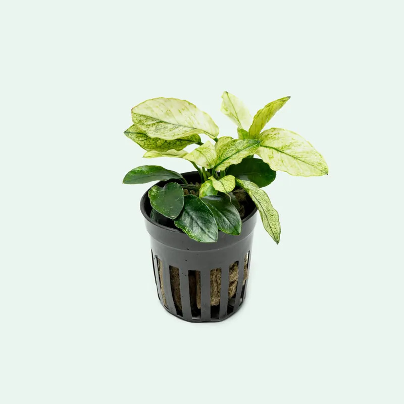 Anubias Nana Pinto - CPA