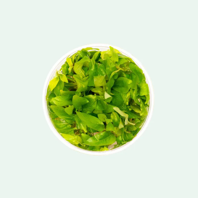 Hygrophila Corymbosa Compacta Tissue Culture - CPA
