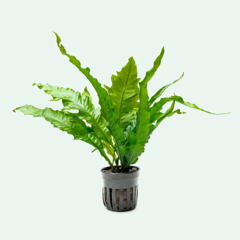 Microsorum Pteropus Sunrise - CPA