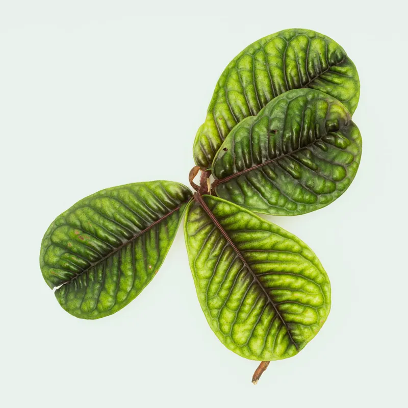 Ardisia Tricolor Type 1 - BUCE