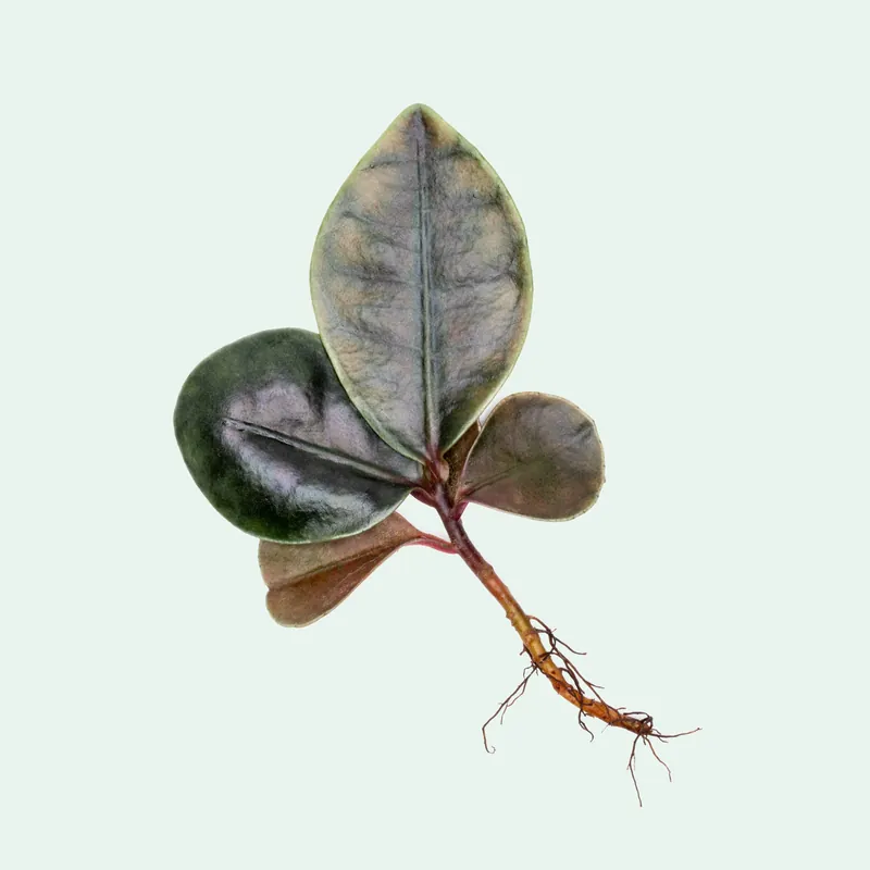 Ardisia Tricolor Type 2 - BUCE