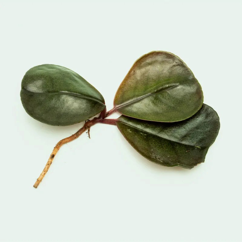 Ardisia Sp Green - BUCE