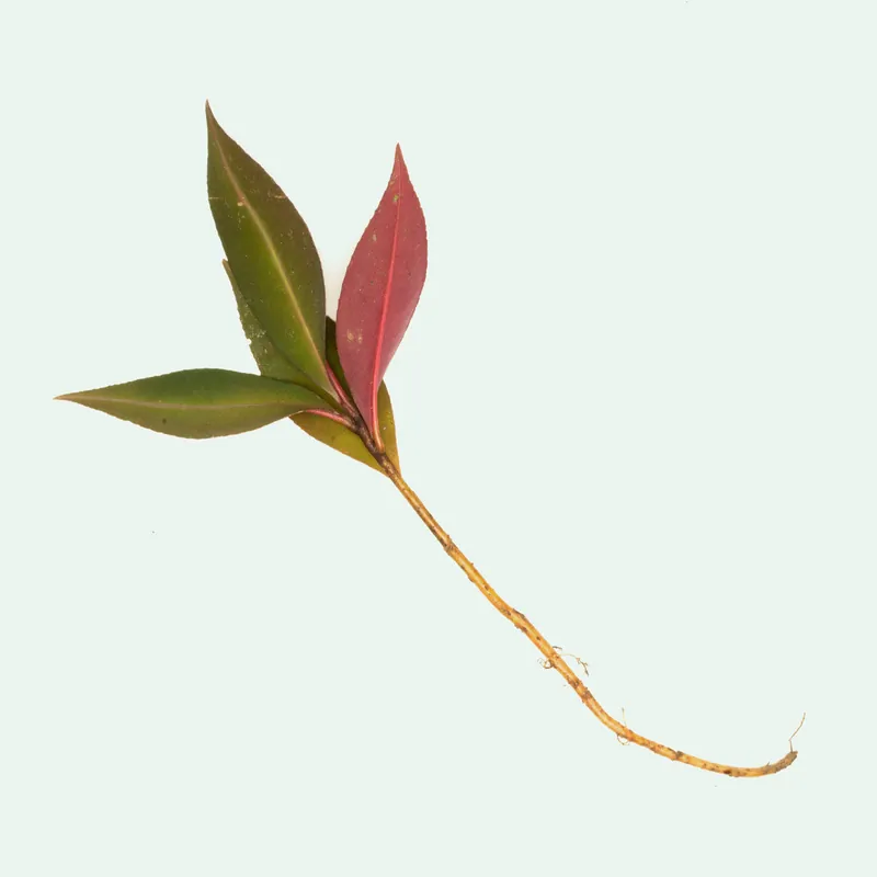 Ardisia Sp Pink Line - BUCE
