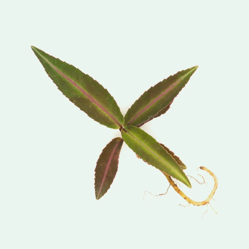 Ardisia Sp Pink Line Type 1 - BUCE
