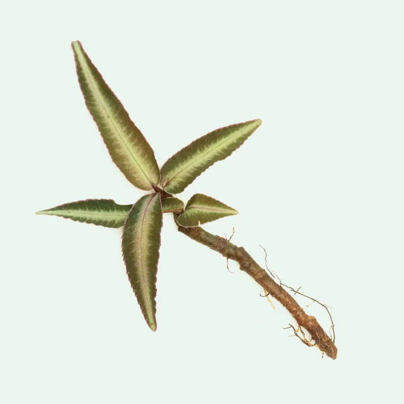 Ardisia Sp Pink Line Type 2 - BUCE