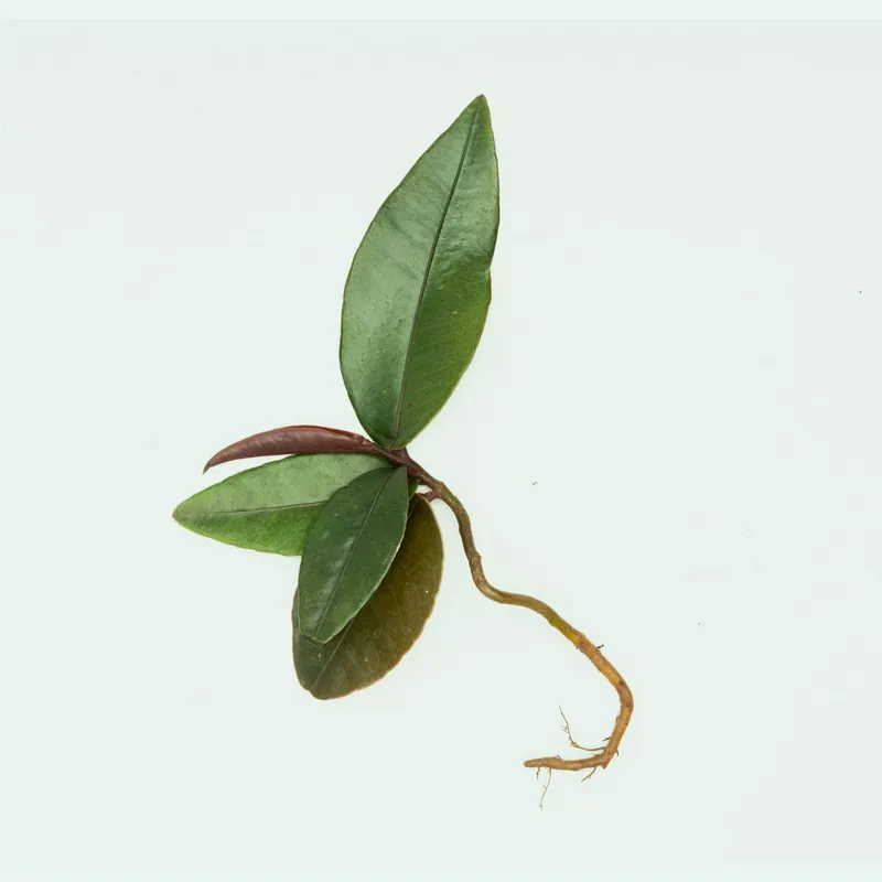 Ardisia Pink Lips - BUCE