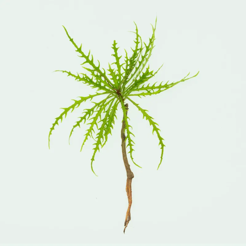 Labisia Sp Pinnatifidum Green - BUCE