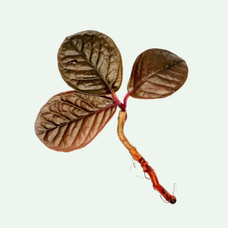 Labisia Sp Brown - BUCE