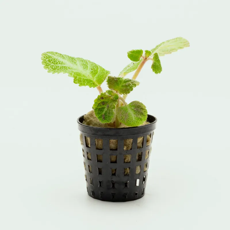 Episcia Lil Lemon - WCA