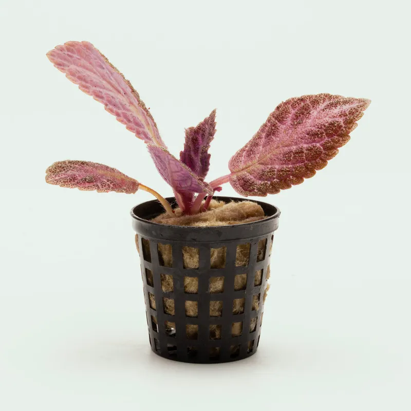 Episcia Cupreata - WCA