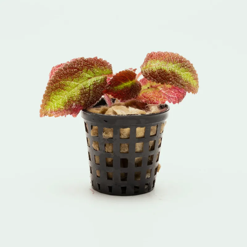Episcia Emerald Velvet - WCA