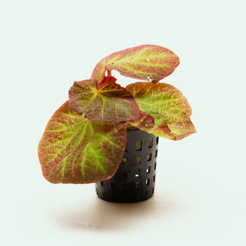 Begonia Soli Mutata - WCA