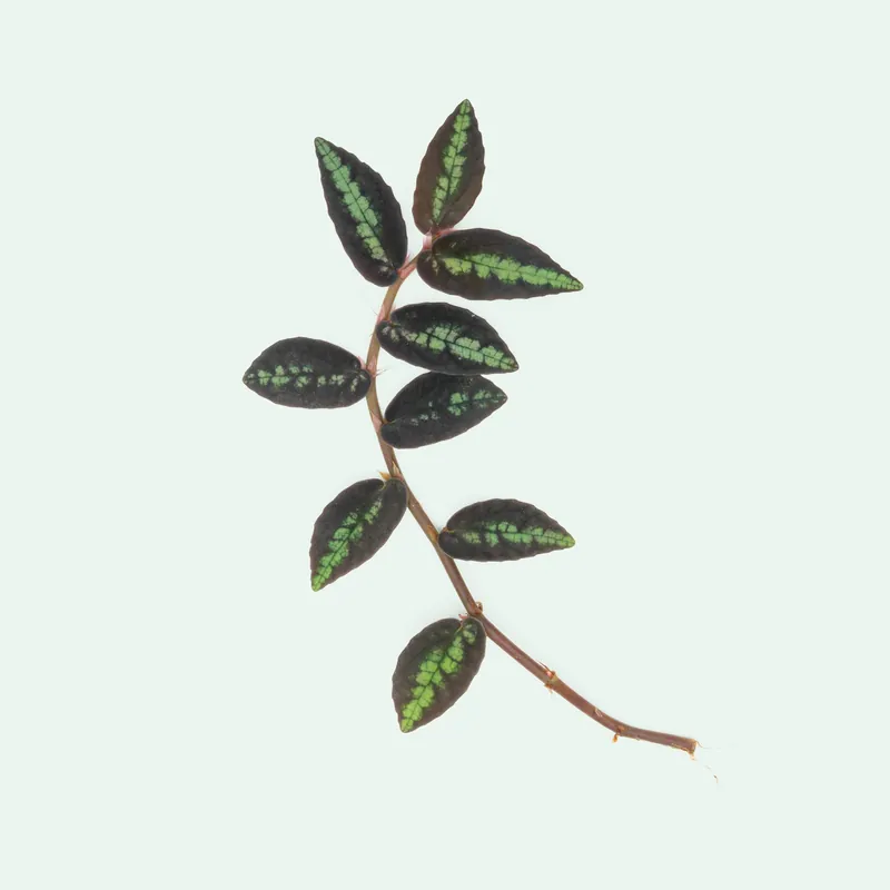 Pellionia Repens Daveauana - WCA