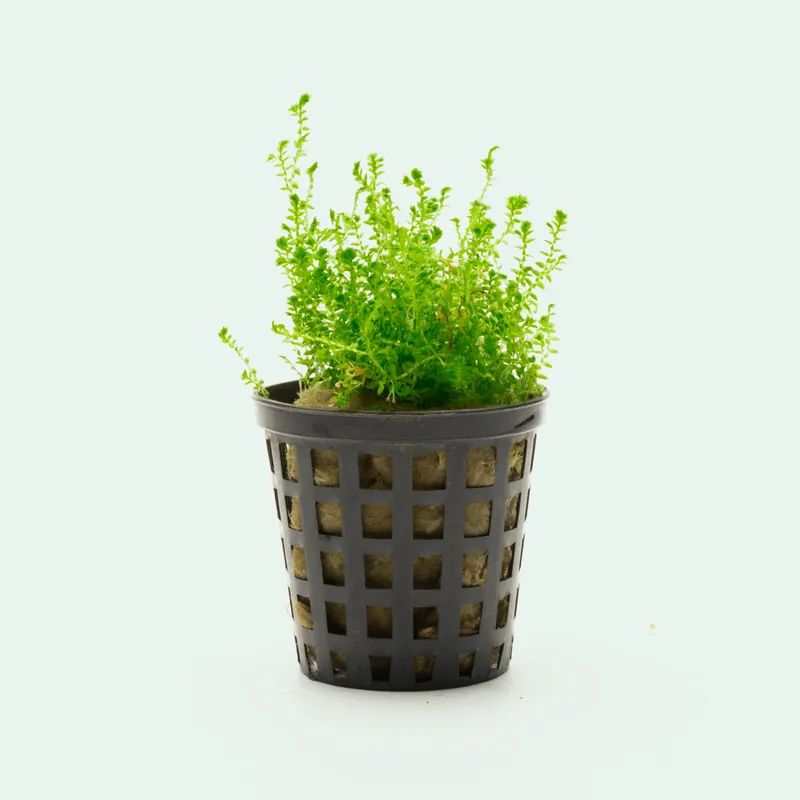 Selaginella Kraussiana Mini - WCA