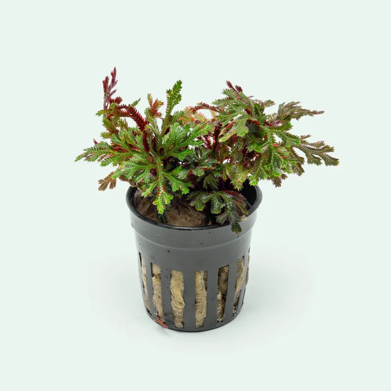 Selaginella Erythropus Sanguinea - WCA
