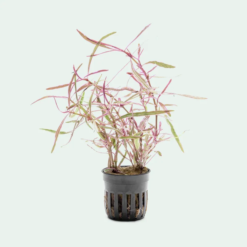 Hygrophila sp. Chai - CPA
