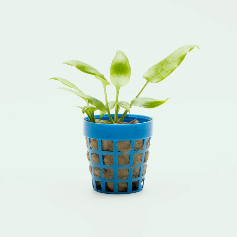 Cryptocoryne Dewitii - SI