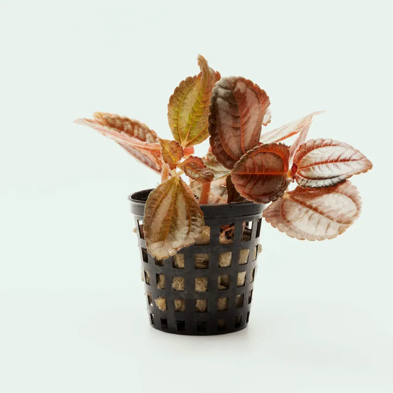 Pilea Spruceana - WCA