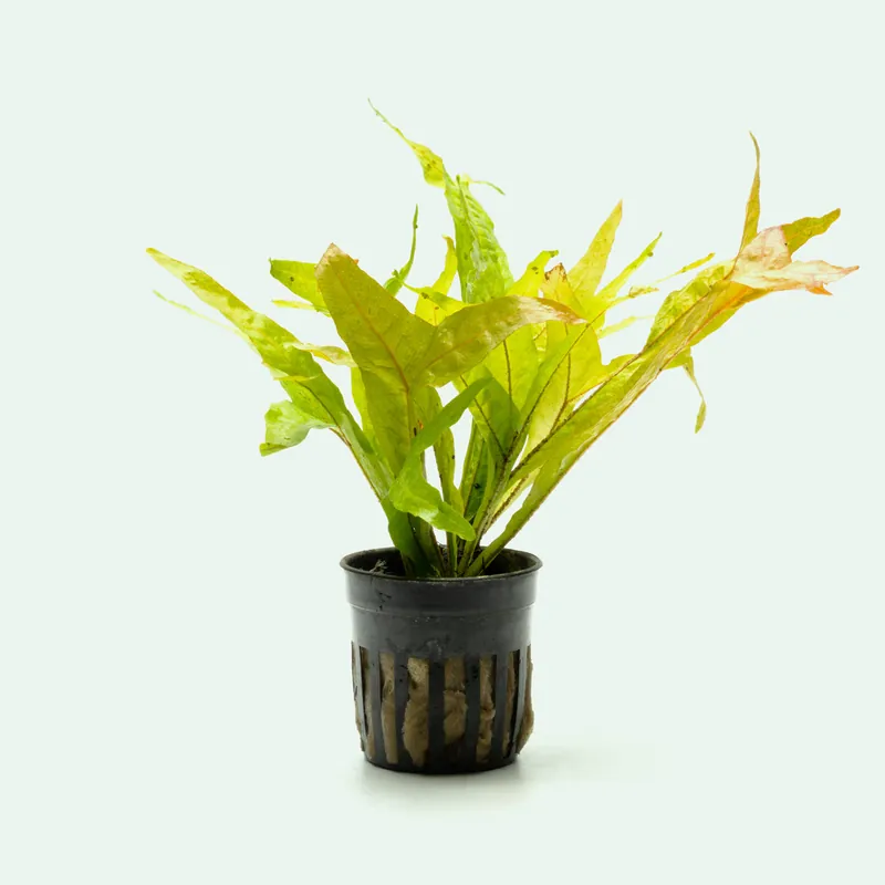 Microsorum Pteropus Fishtail - WCA