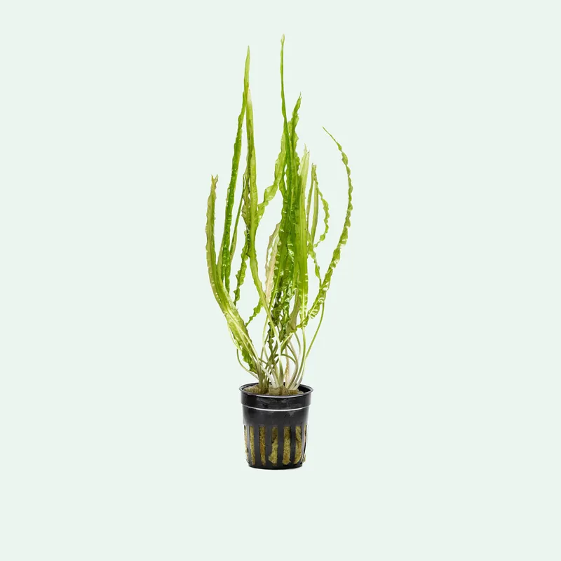 Cryptocoryne Balansae - WCA