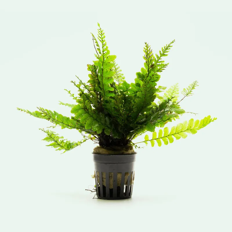 Trichomanes Javanicum Fern - WCA