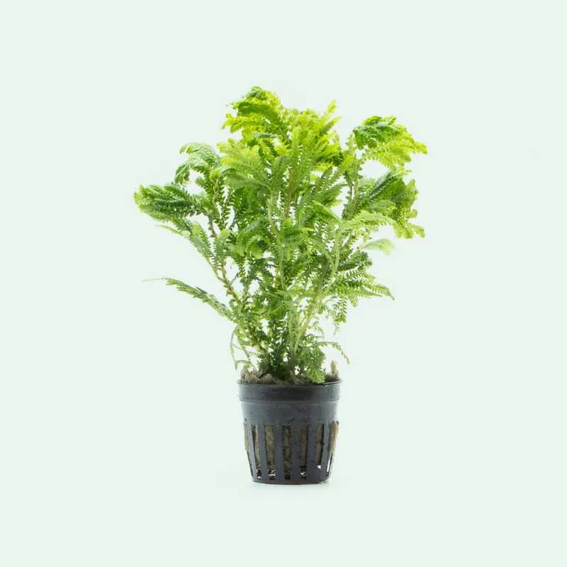 Selaginella Wallichi - WCA