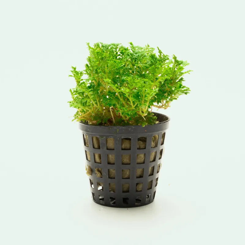 Selaginella Indonesia - WCA