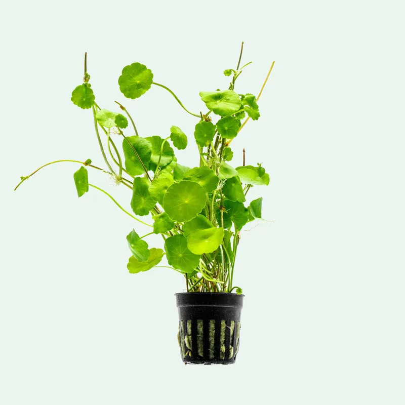 Hydrocotyle Verticillata - SI