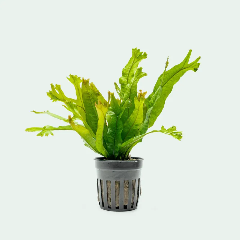 Microsorum Pteropus Thors Hammer - WCA