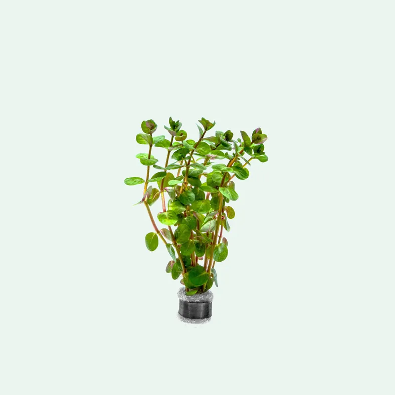 Rotala Fujian - CPA