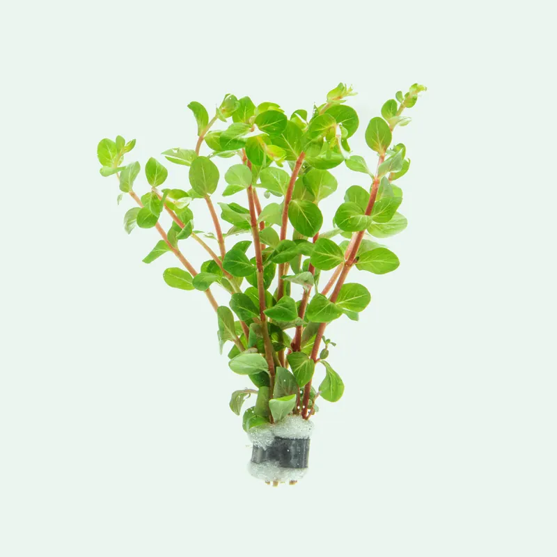 Rotala Blood Red - CPA