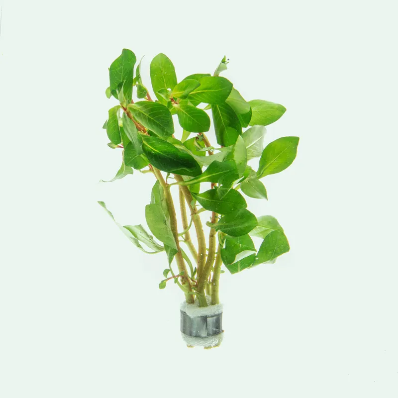 Ludwigia Marilia - CPA
