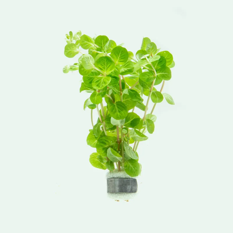 Rotala Manipurensis - CPA