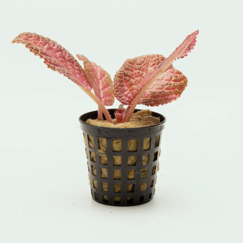 Episcia Ruby Red - WCA