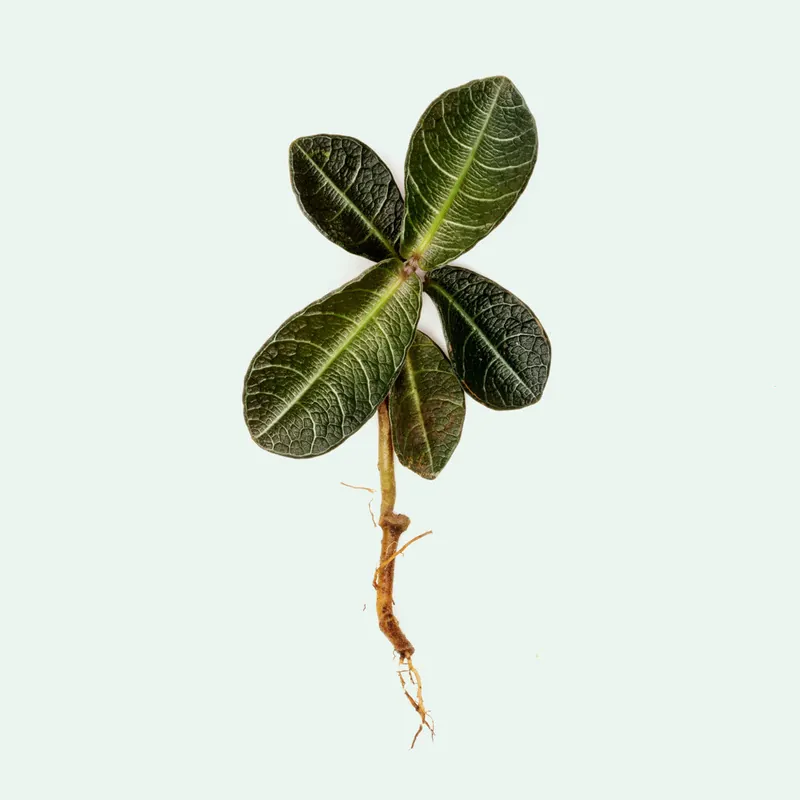 Labisia Musim - BUCE