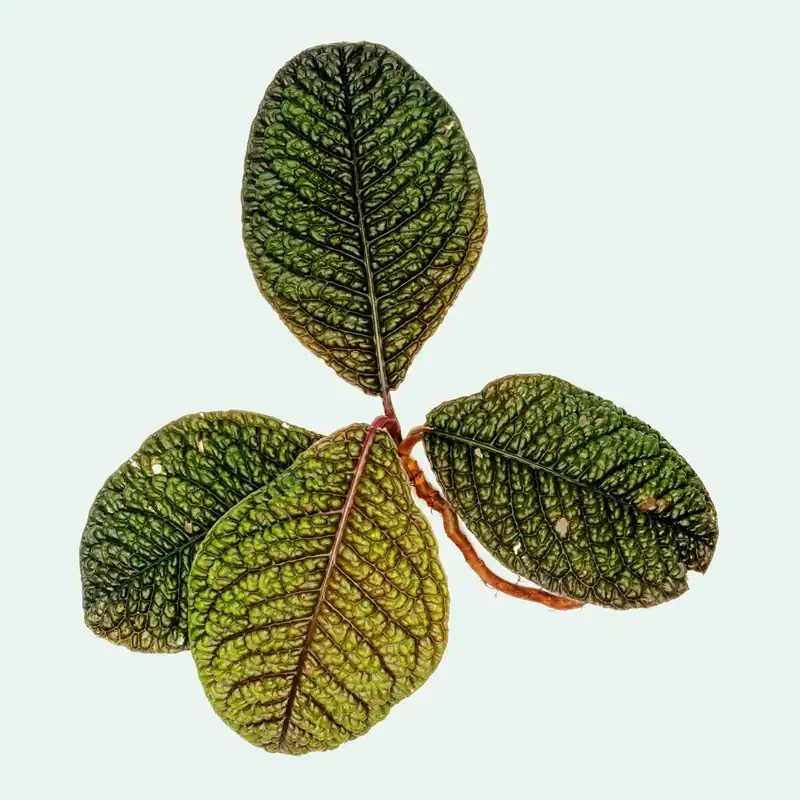Ardisia Dino - BUCE
