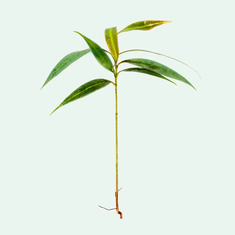 Ardisia Blue - BUCE